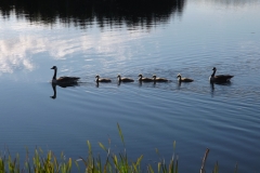 Canada-Geese-DSCF7506