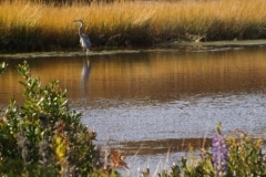Fall-Heron-DSCF5256