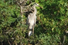 Heron-in-tree-DSCF6532
