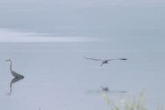 Herons-DSCF6116