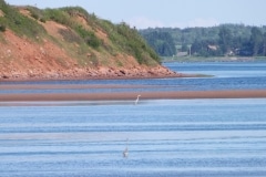 Herons-DSCF7906