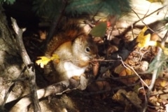 Red-Squirrel