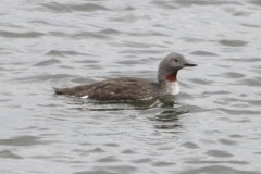 Red-Throated-Loon-DSCF5215